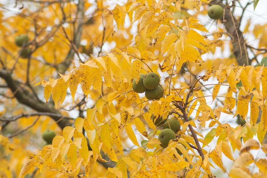 A tree with yellow leaves and green fruits
AI-generated content may be incorrect.