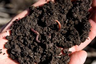 someone holding a hand full of soil with worms in it