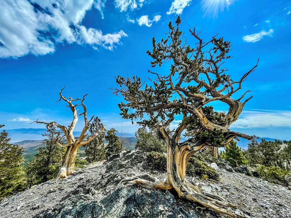 A tree on a hill with Ancient Bristlecone Pine Forest in the background
AI-generated content may be incorrect.