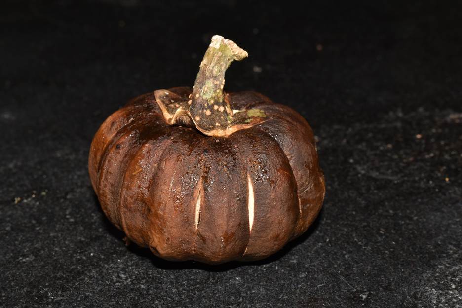 A pumpkin on a black surface
AI-generated content may be incorrect.