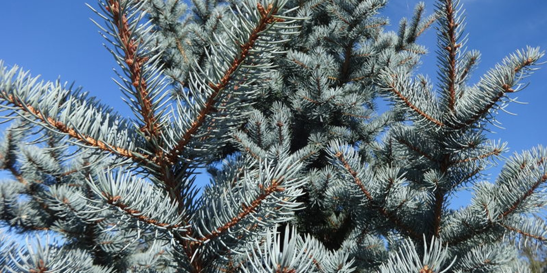 blue spruce with blue sky