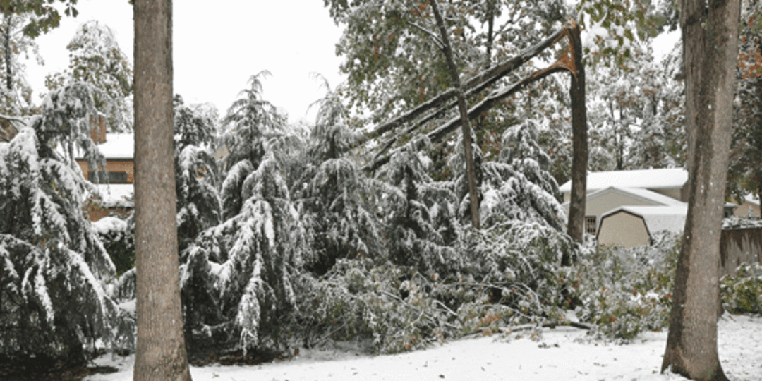 Tree emergencies in winter