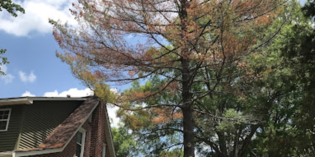 Tree service South Charlotte