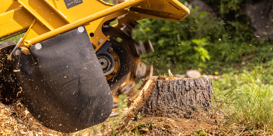 This action shot captures the raw power and precision of stump grinding, a critical final step in the tree removal process. It features a heavy-duty, yellow industrial stump grinder in mid-operation.