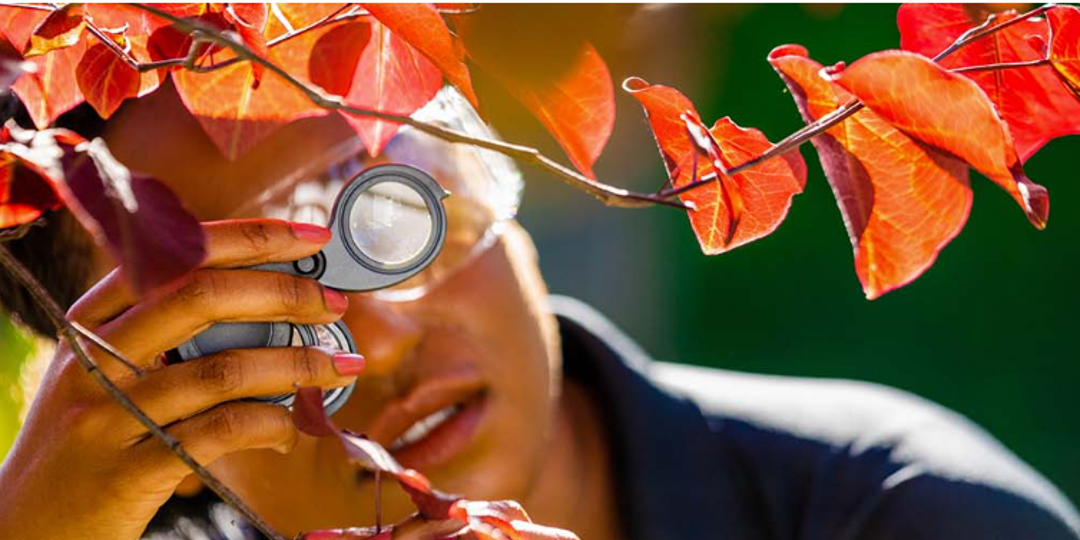 recognizing and responding to signs of tree stress