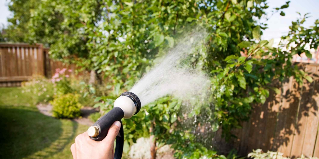watering plants with hose