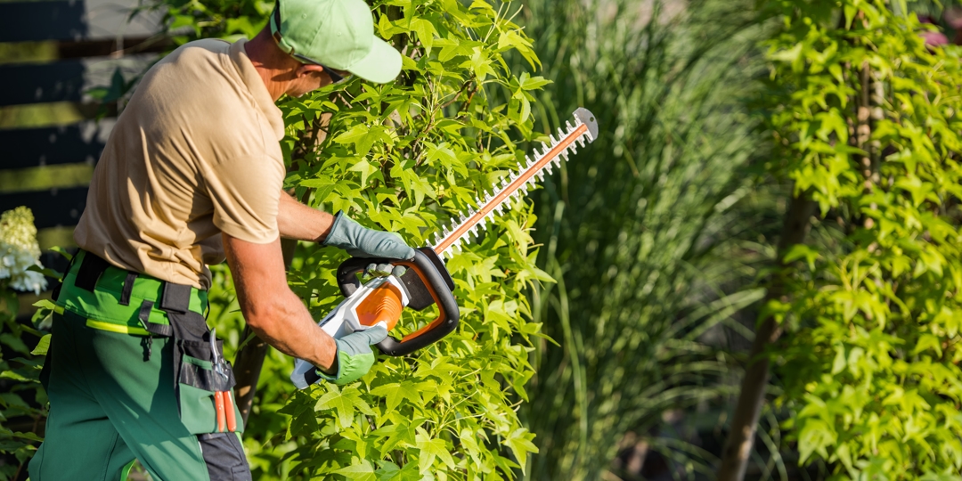 Man Shaping Shrub with Hedge Cutter