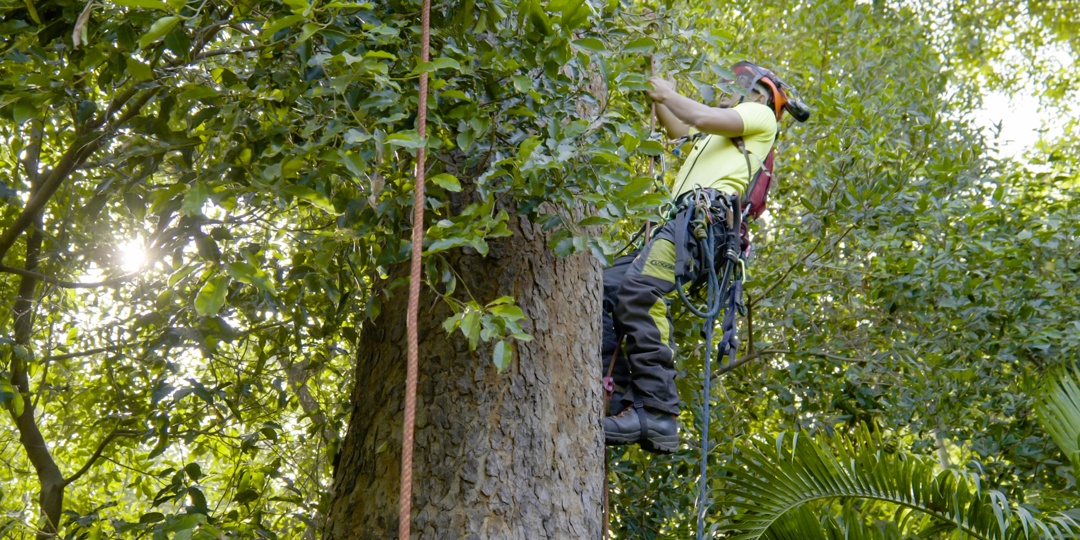 Arborist in bright safety gear climbing a large tree with ropes and harness while pruning branches
