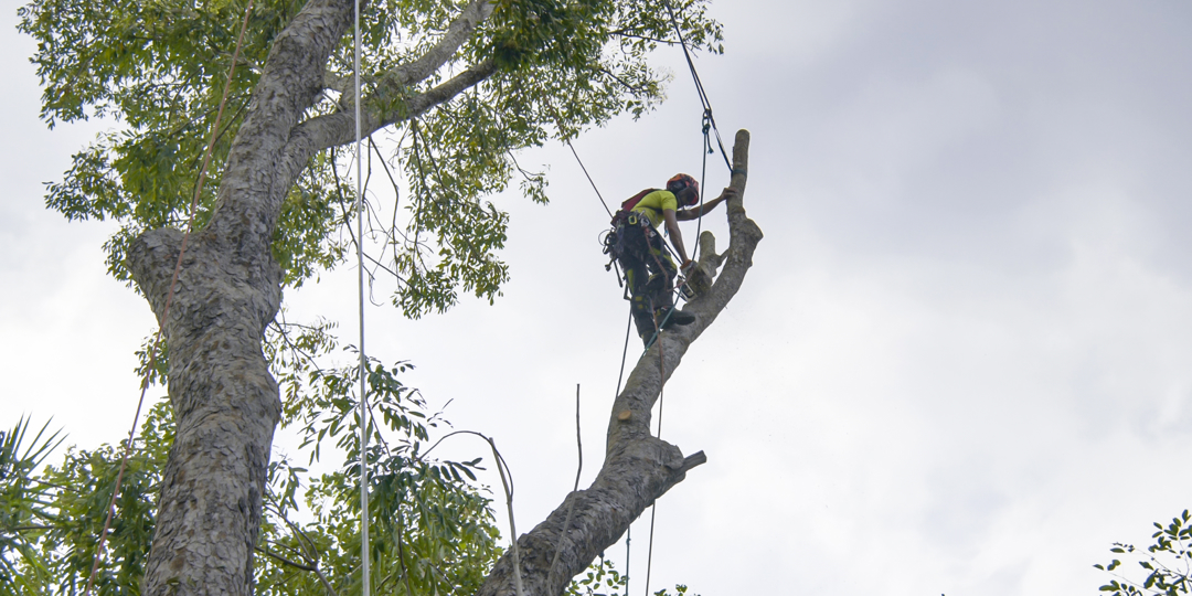 Arborist using ropes and safety gear to remove high branches from a tall tree against a cloudy sky