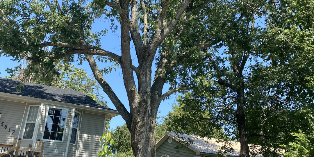 tree