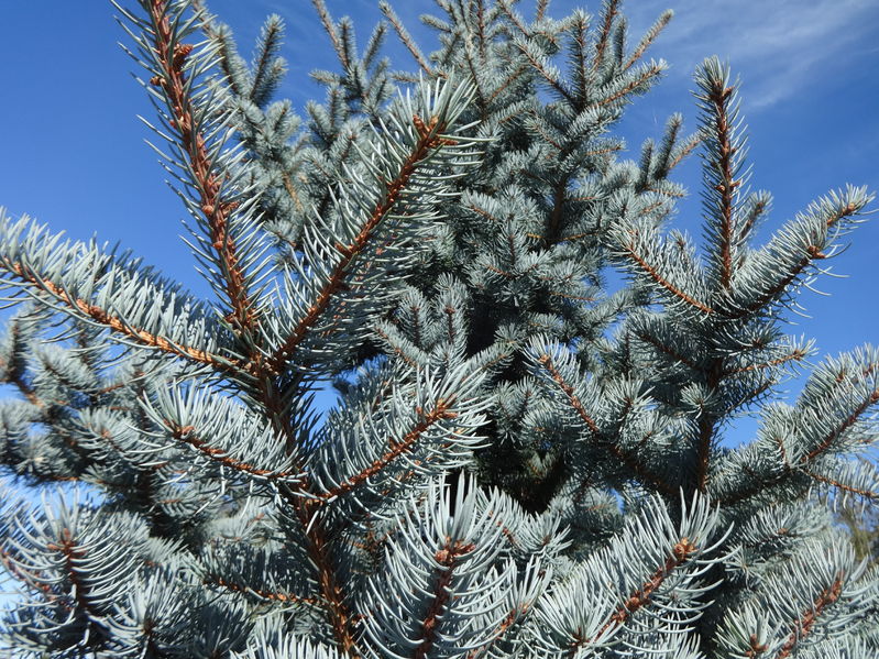 Understanding the Decline of Blue Spruce Trees in North Pittsburgh