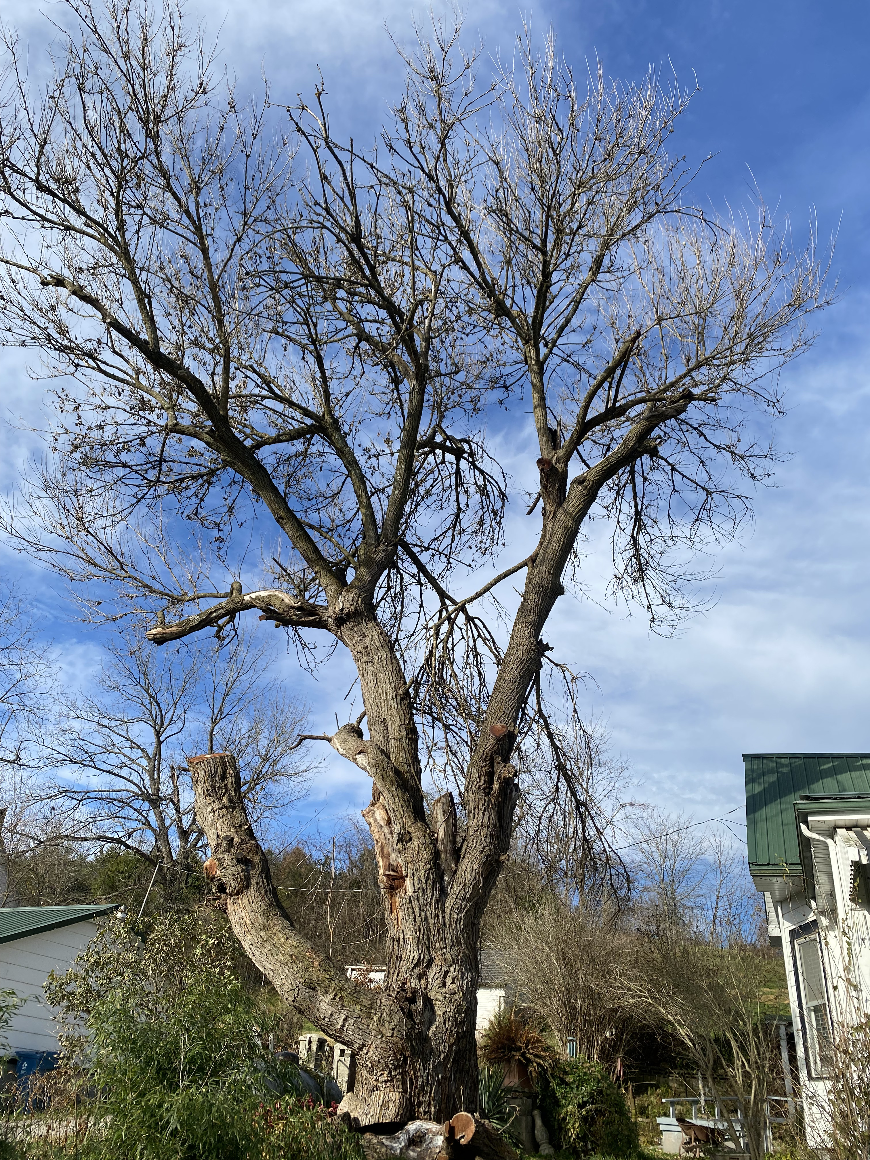 Winter Tree Planning in Springfield, MO