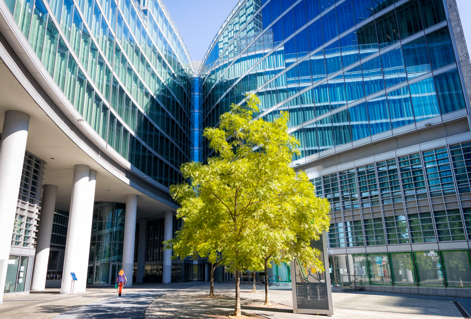 A Guide to Planting, Care and Maintenance for a Commercial Treescape