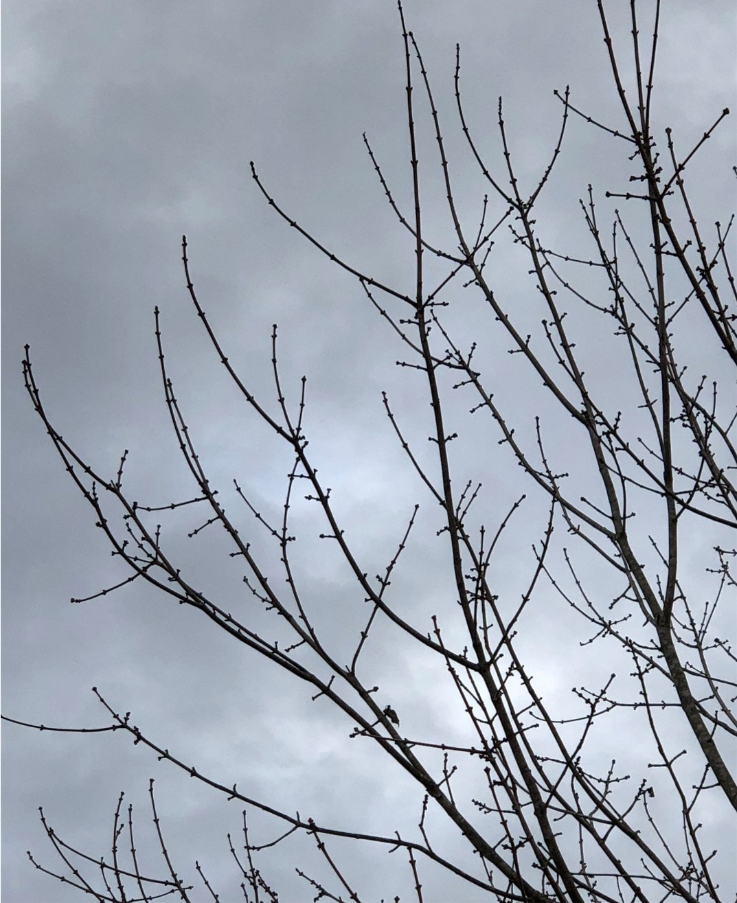 Get to Know Your Trees with Winter Tree Identification