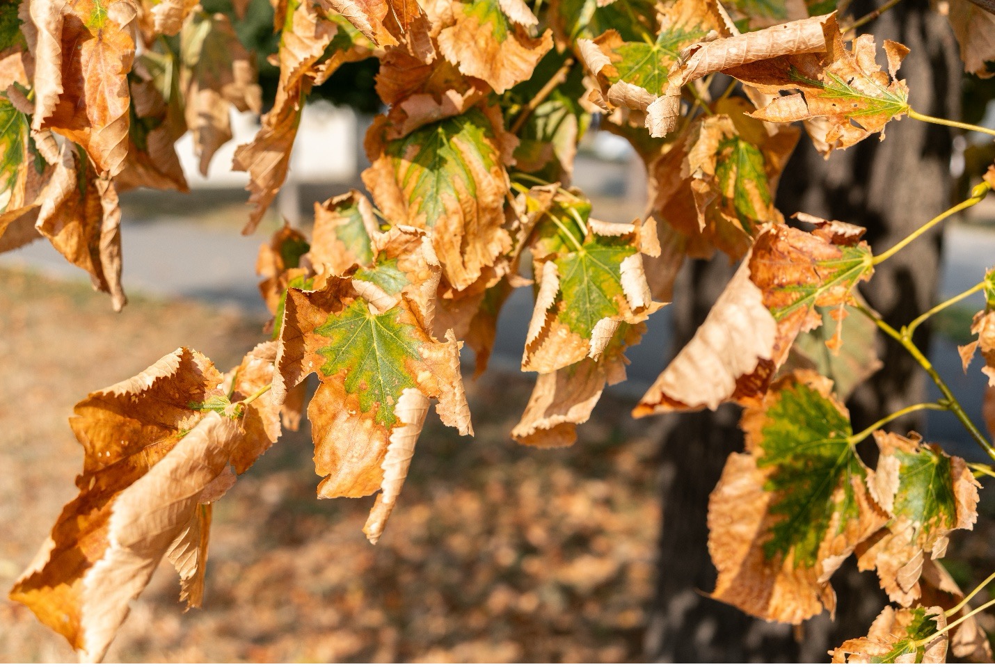 Protect Your Trees from Severe Drought and Summer Heat