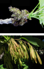 close up of seeds of tree