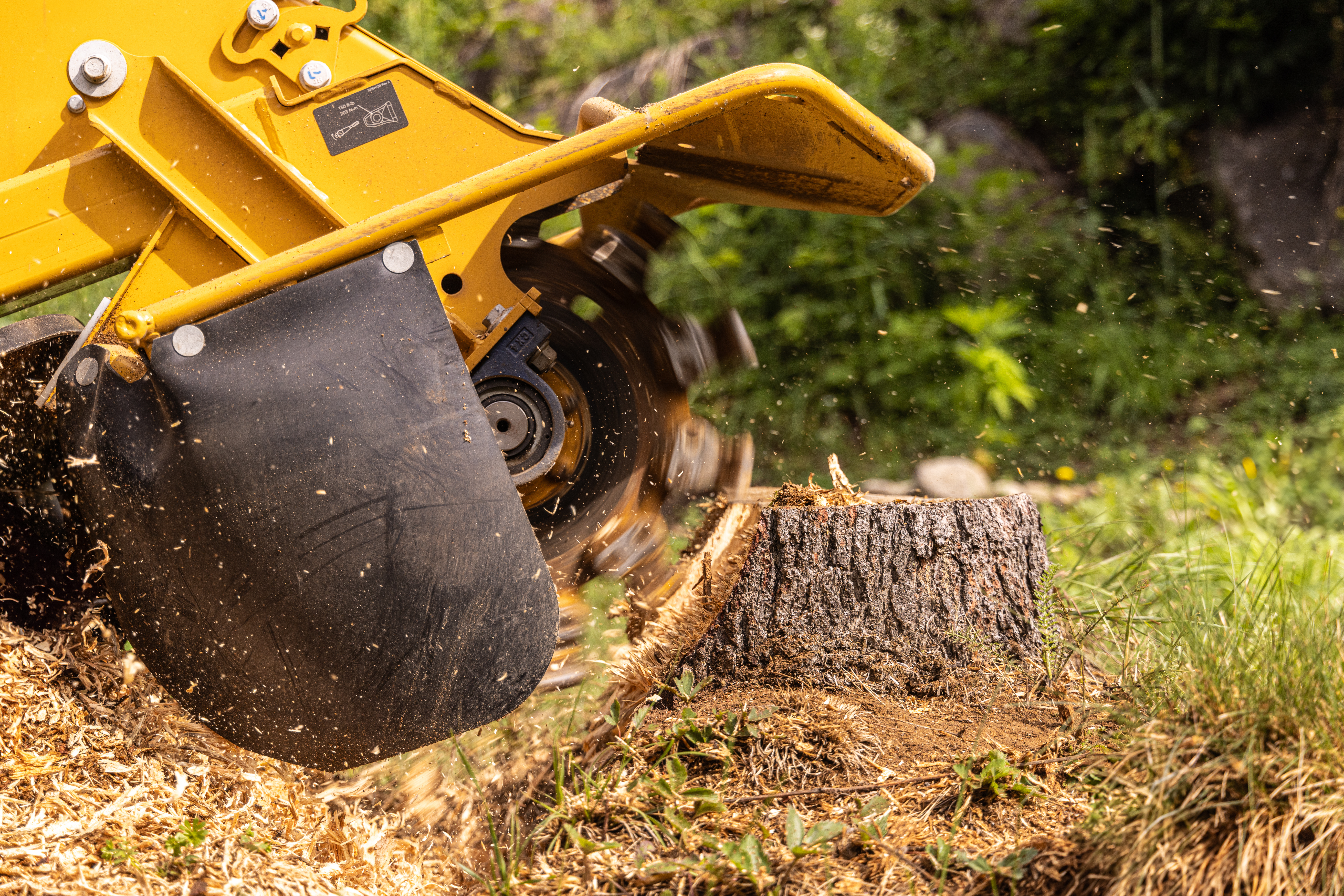 How Much Does Stump Grinding Cost? Price Factors & Real Examples for Northwest Houston