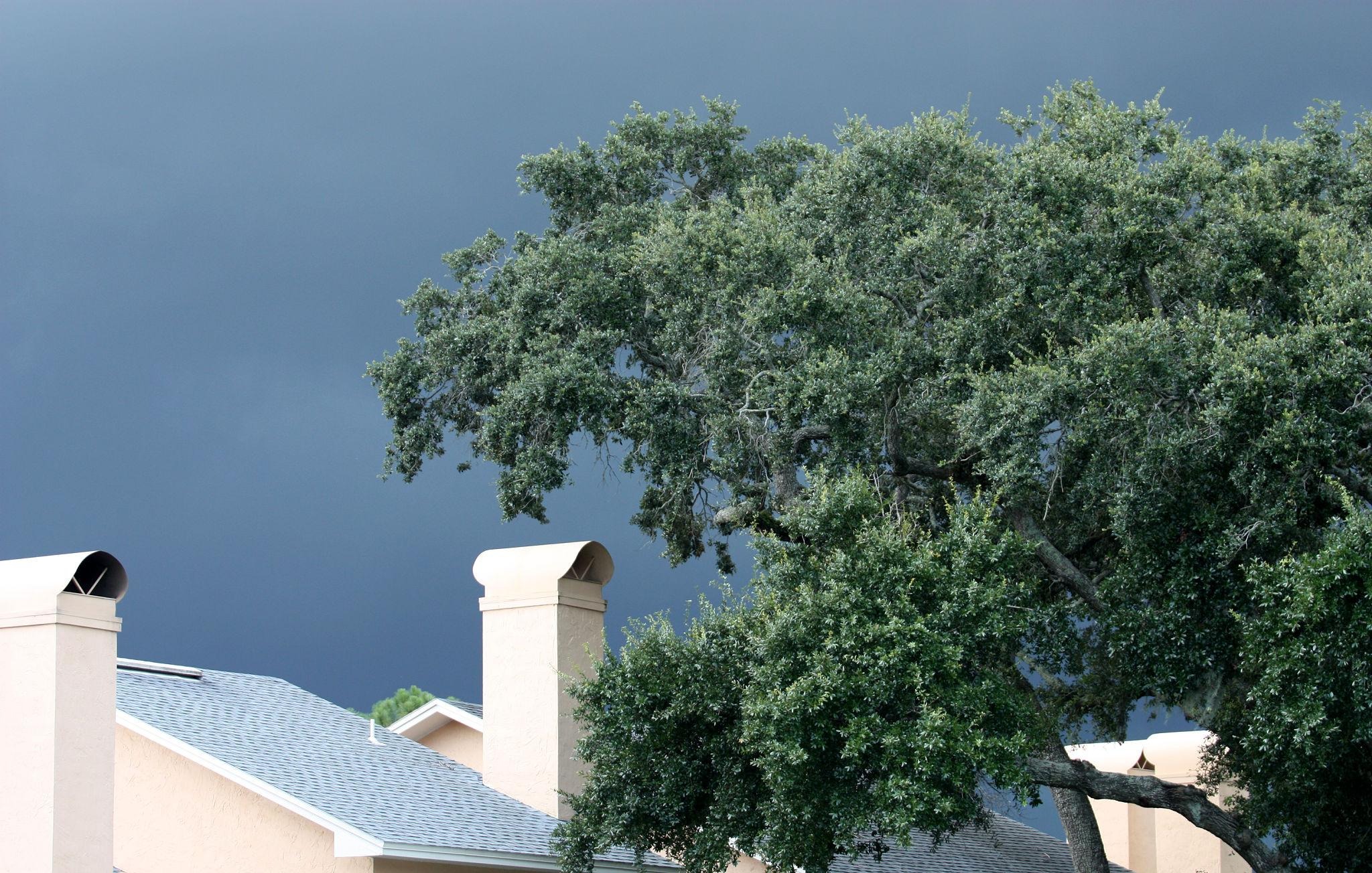 Rain, Wind, and El Niño: Why Regular Tree Trimming Pays Off in Northwest Houston