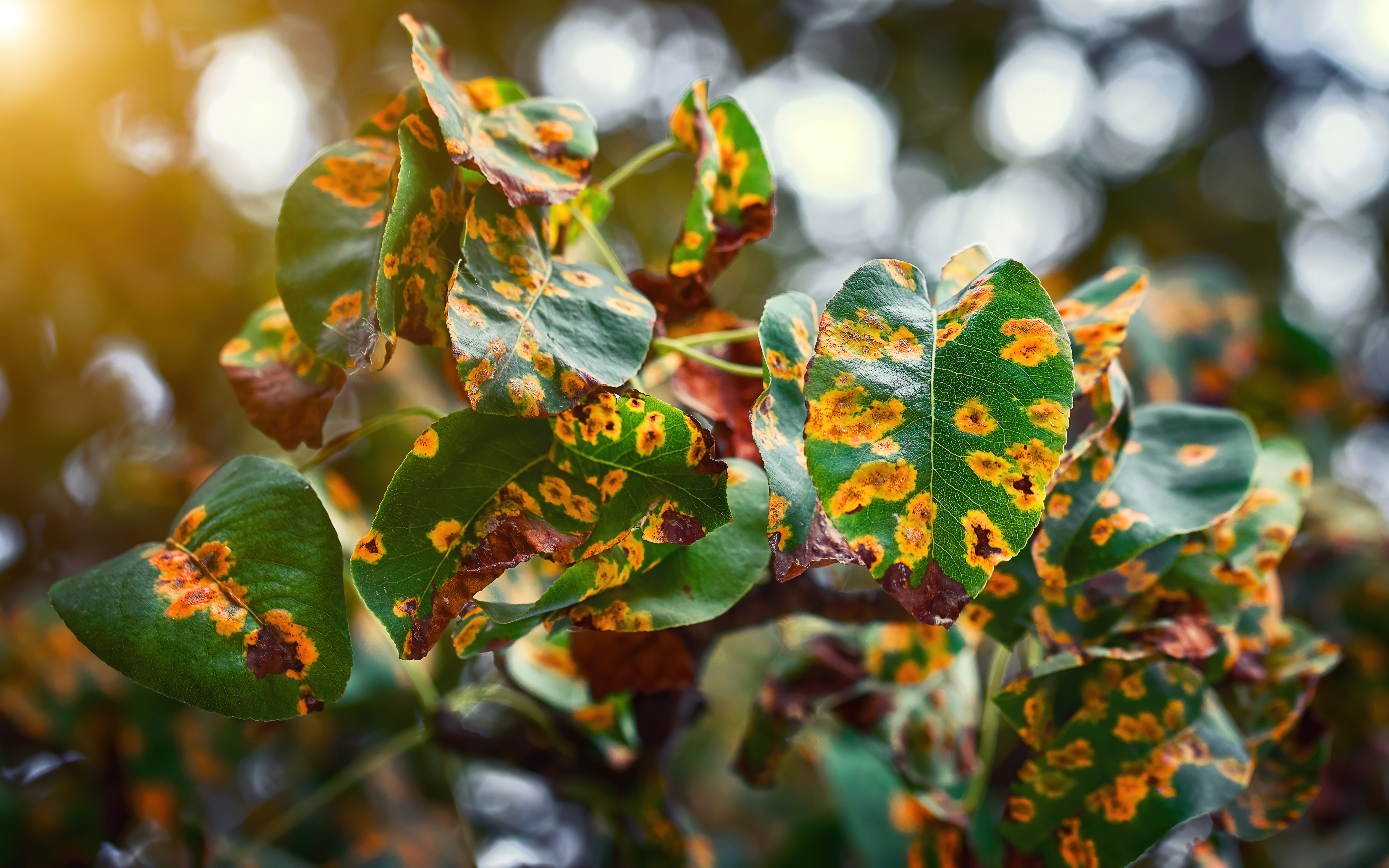 Warning Signs of Tree Disease: Early Detection & Treatment Options