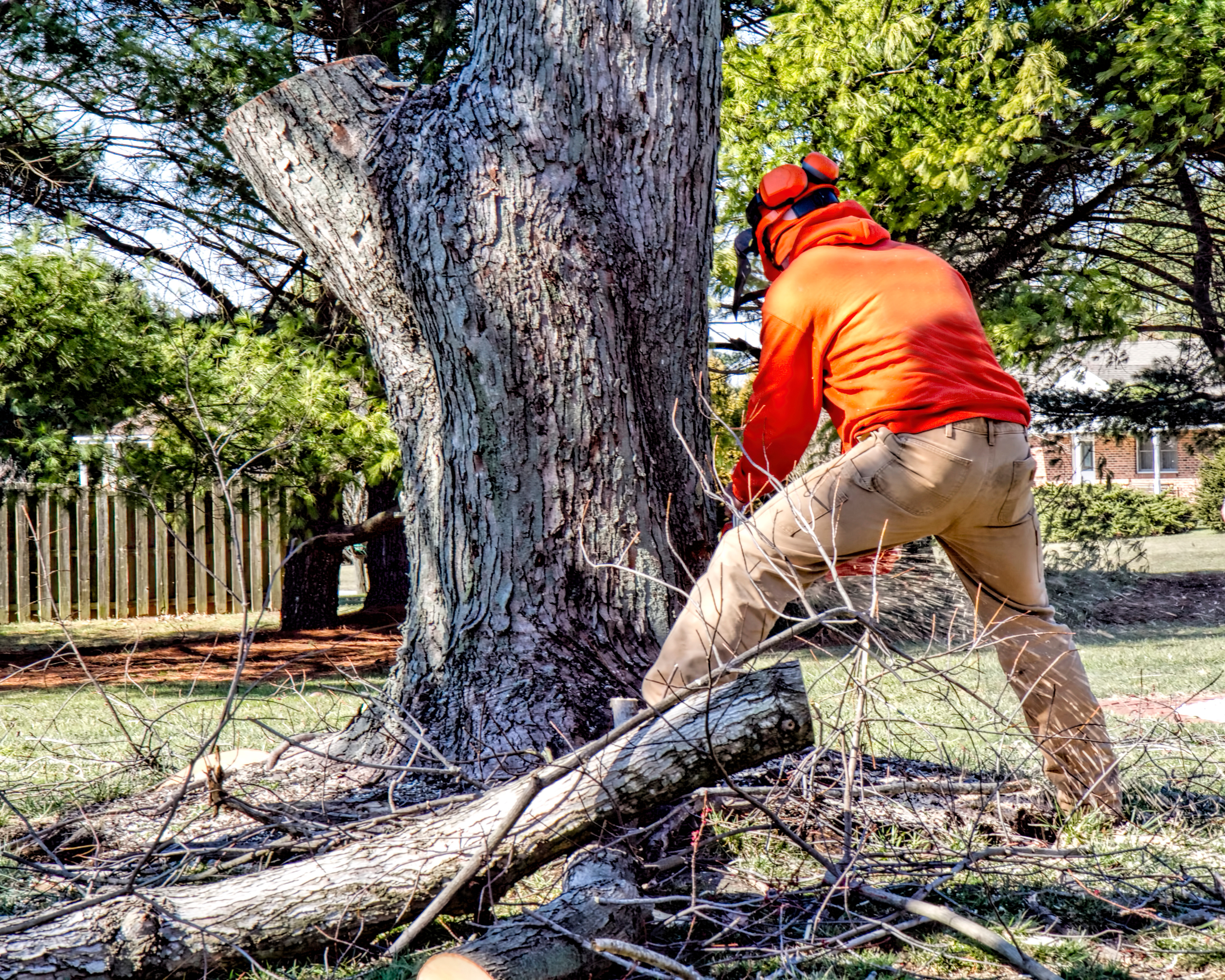 Emergency Tree Removal: When to Call Monster Tree Service Immediately